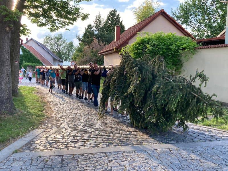 Skupina mužů nese májku po dlážděné cestě