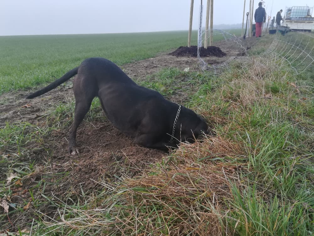 Černý pes s hlavou v díře v zemi, v pozadí lidé sázející stromy