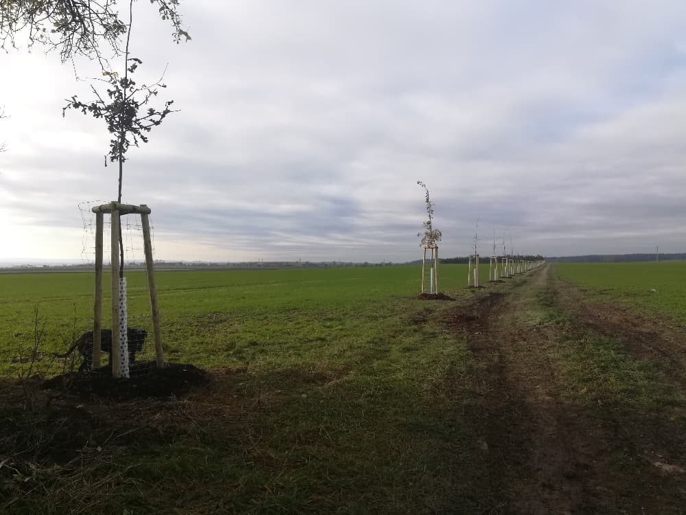 Alej nově vysazených stromů podél polní cesty