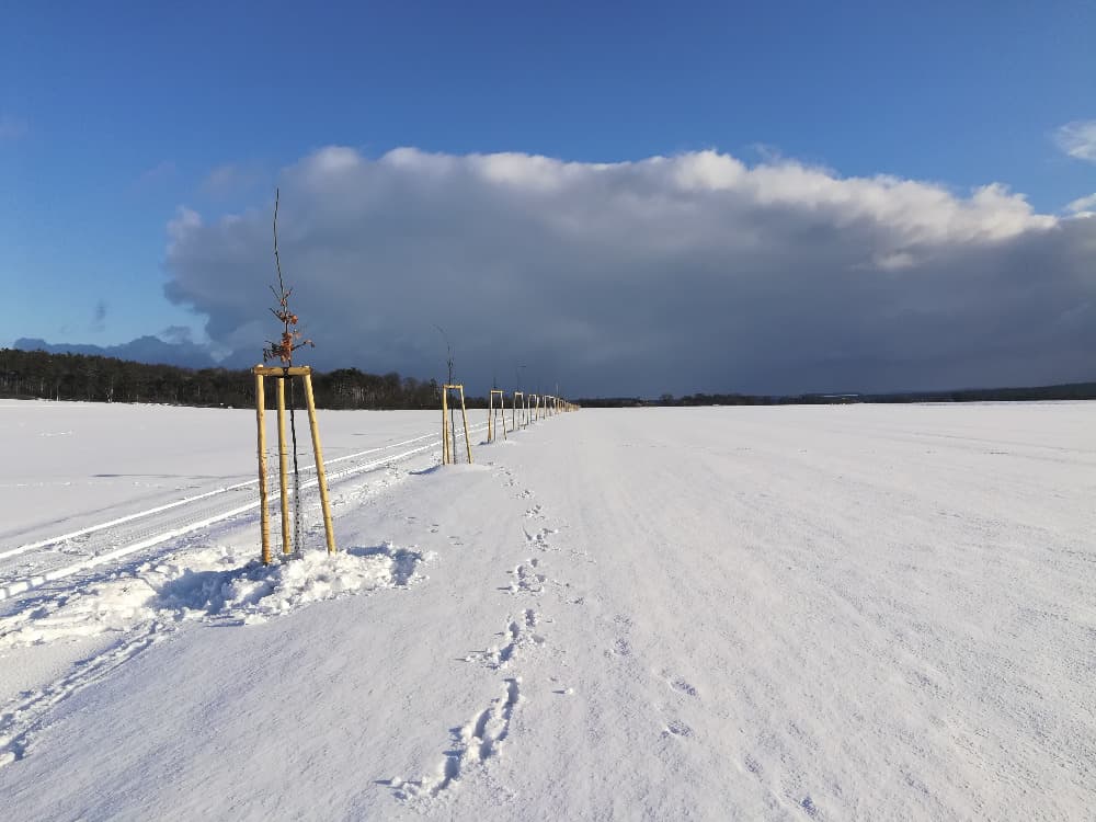 Zasněžené pole s řadou mladých stromků a stopami ve sněhu