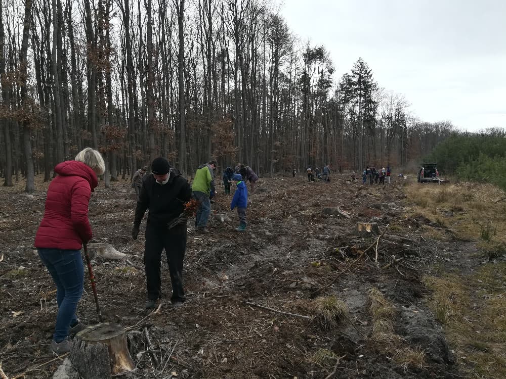 Skupina lidí sází stromky v lese
