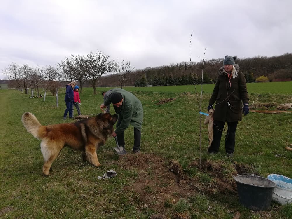 Skupina lidí a pes sází stromky na louce