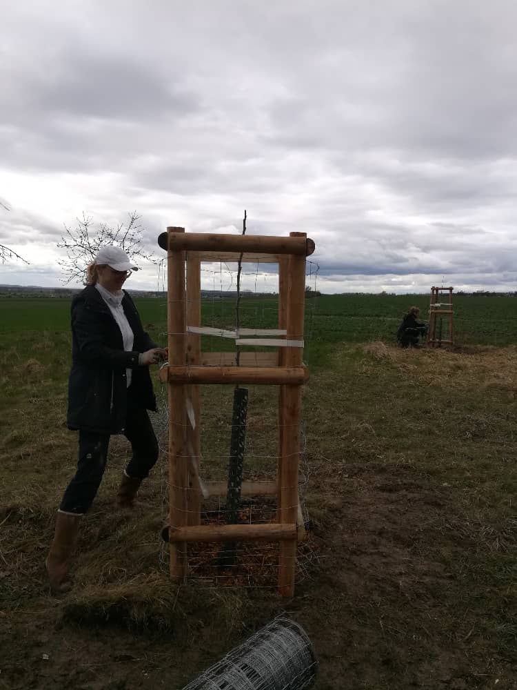 Žena sází stromek s dřevěnou ochranou v poli