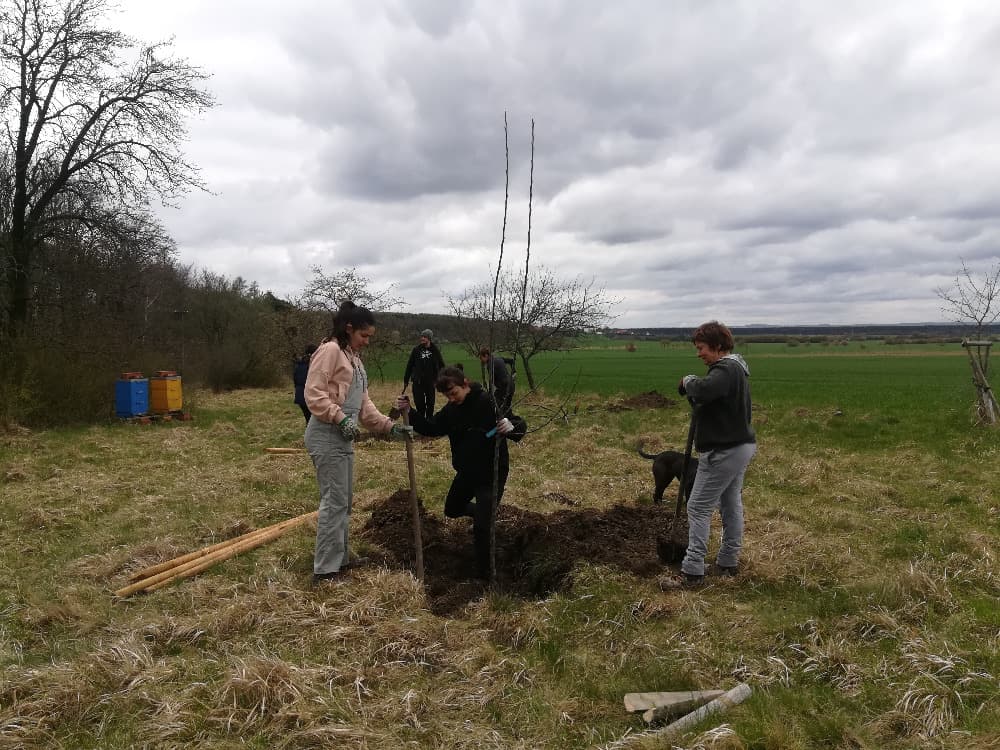 Skupina lidí sází stromky na louce