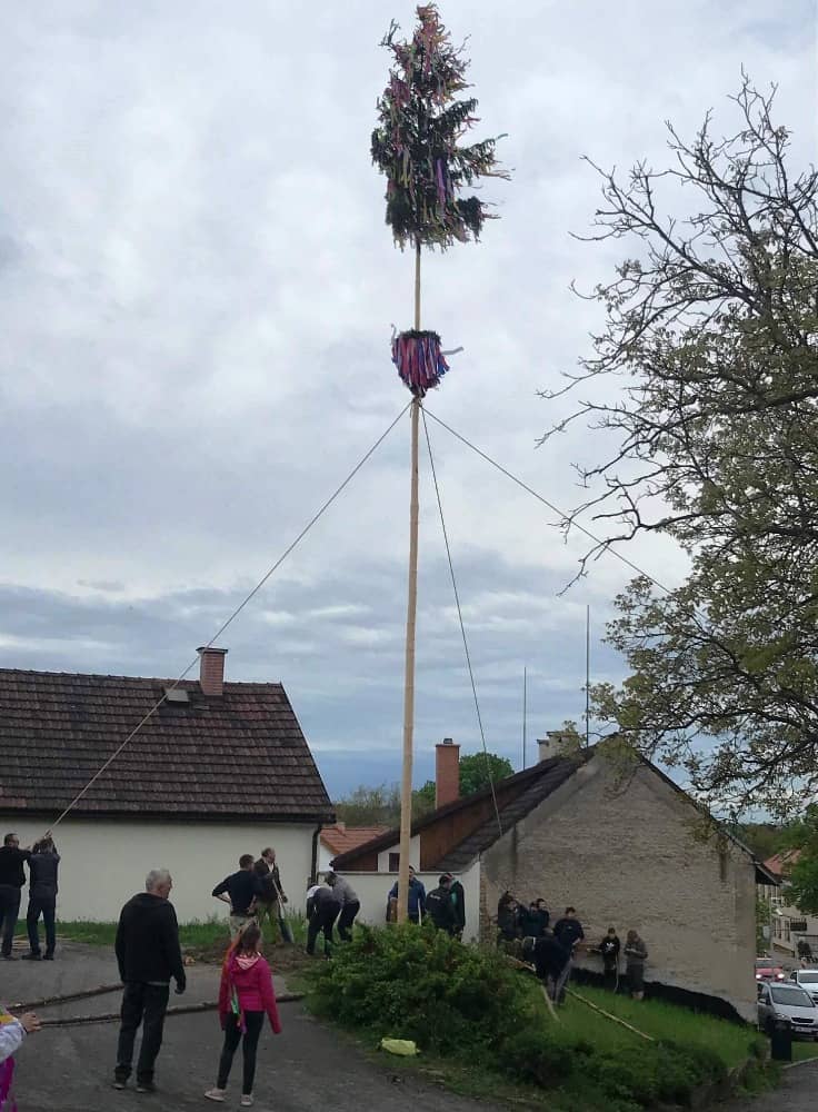 Skupina lidí staví májku ozdobenou barevnými stuhami