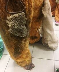 Spodní část kostýmu medvěda s bosou nohou