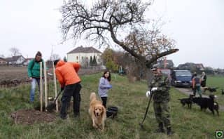 Skupina lidí sází stromy, v popředí pes